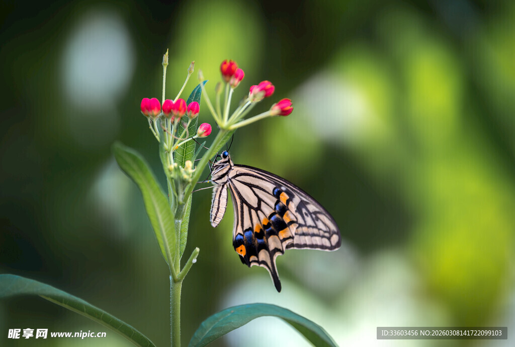 蝴蝶停驻于艳红花朵上