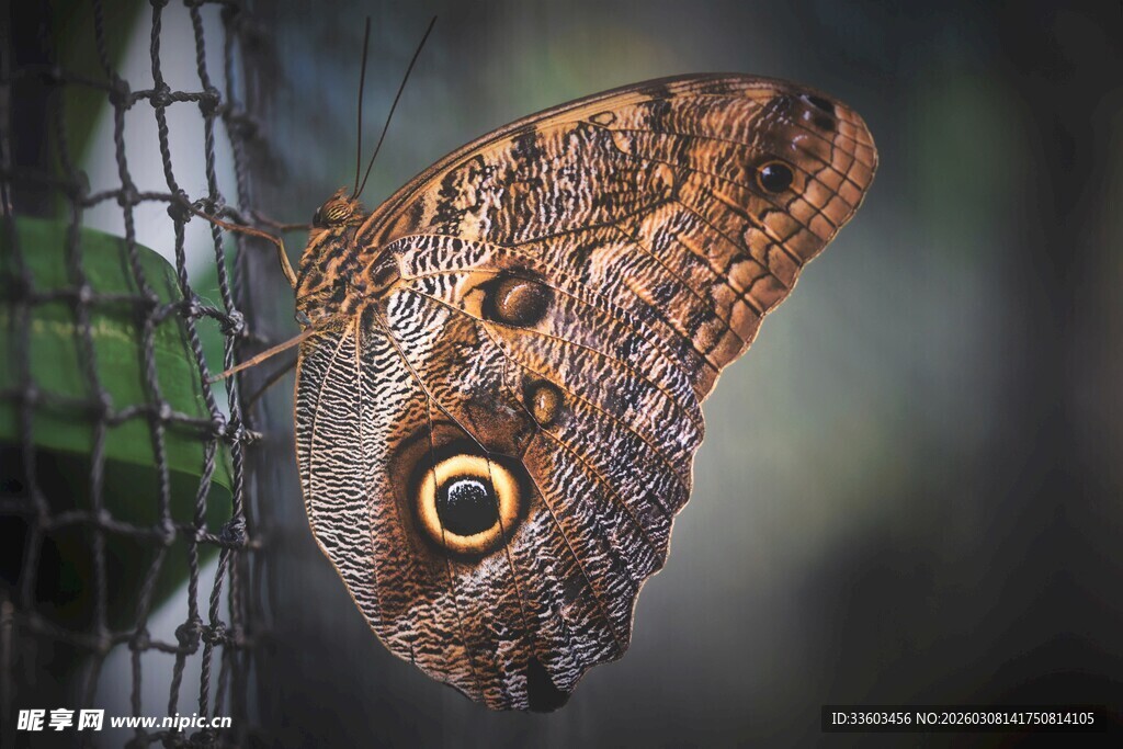 大眼斑纹蝴蝶特写