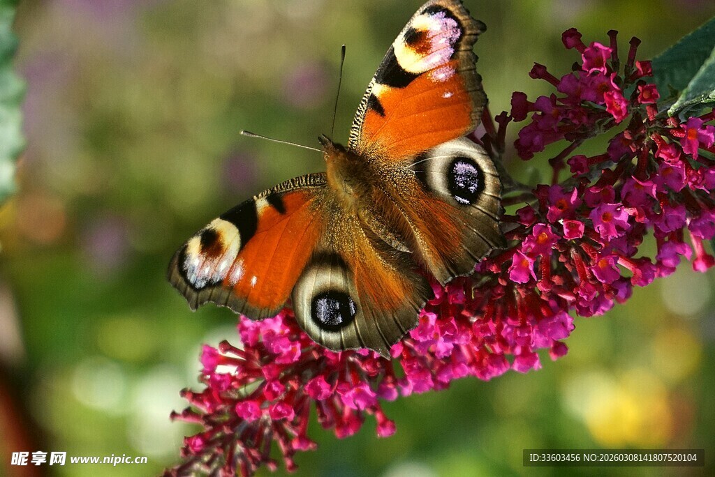 双蝶栖于艳红花卉间