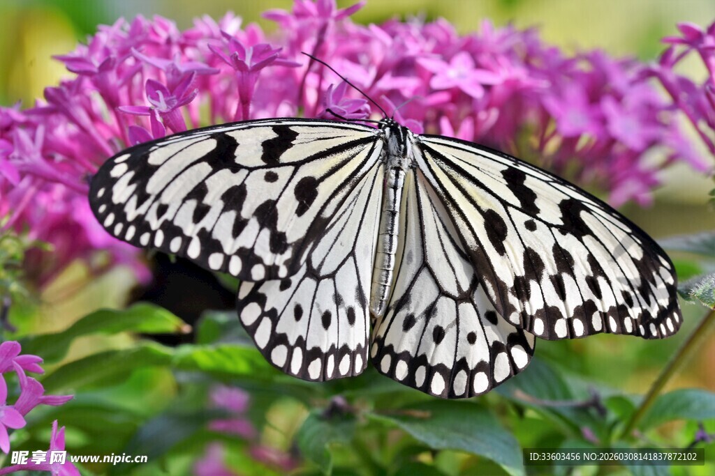 蝴蝶停驻于紫色花丛中