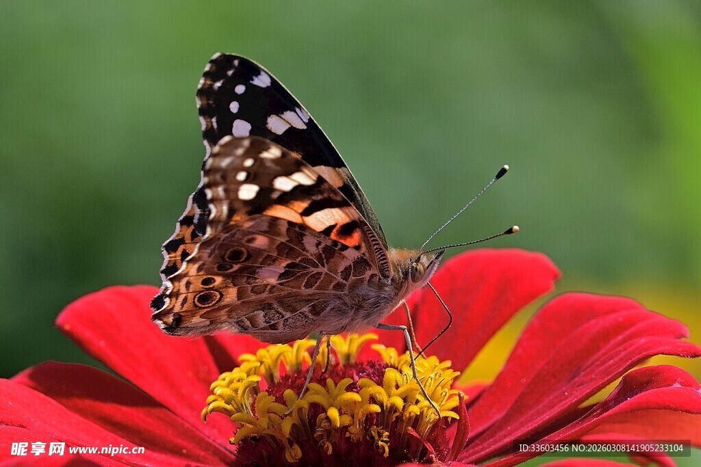 蝴蝶停驻艳丽花朵上