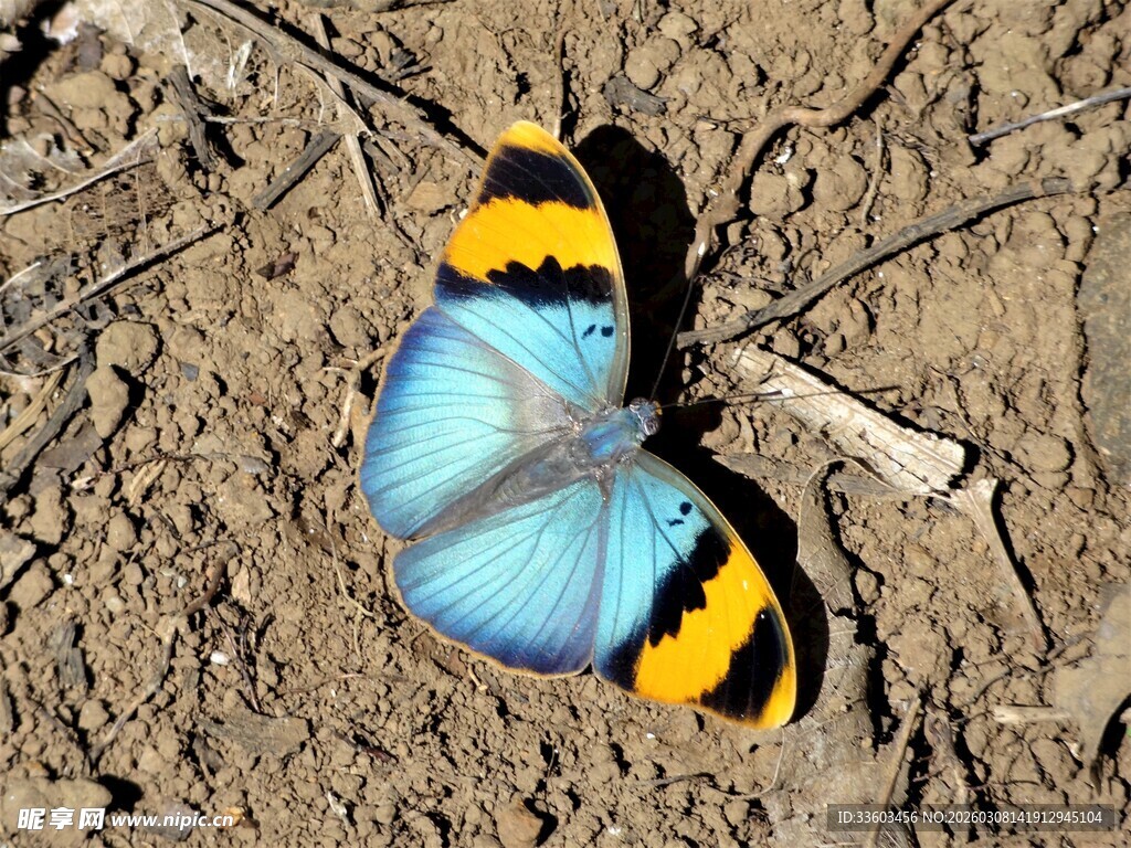 蓝黄相间蝴蝶停于地面