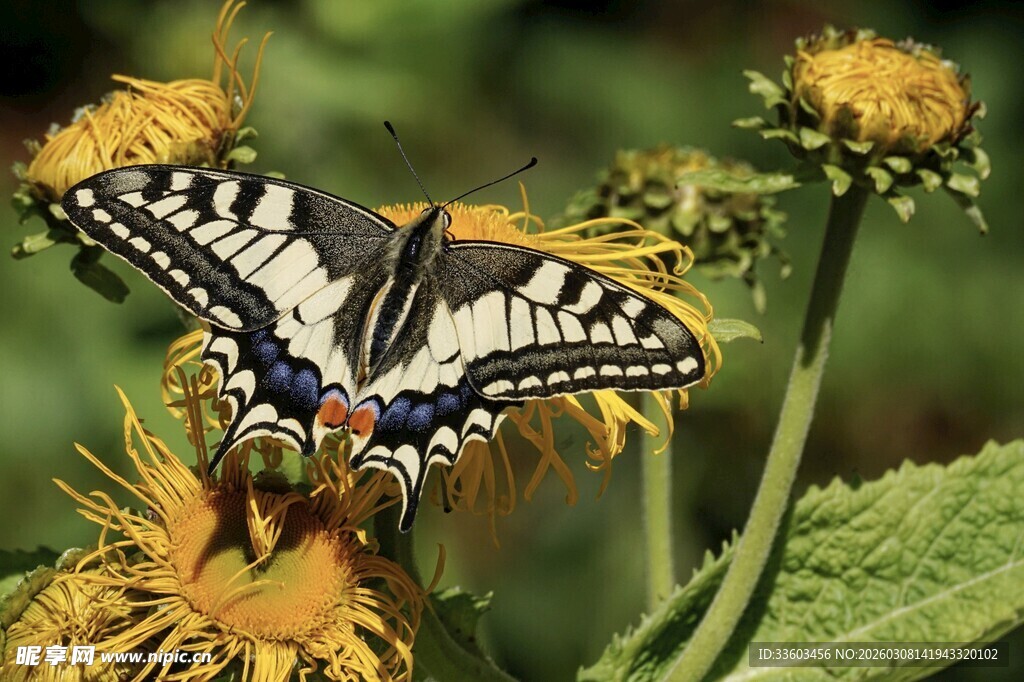 蝴蝶停留在黄色花朵上
