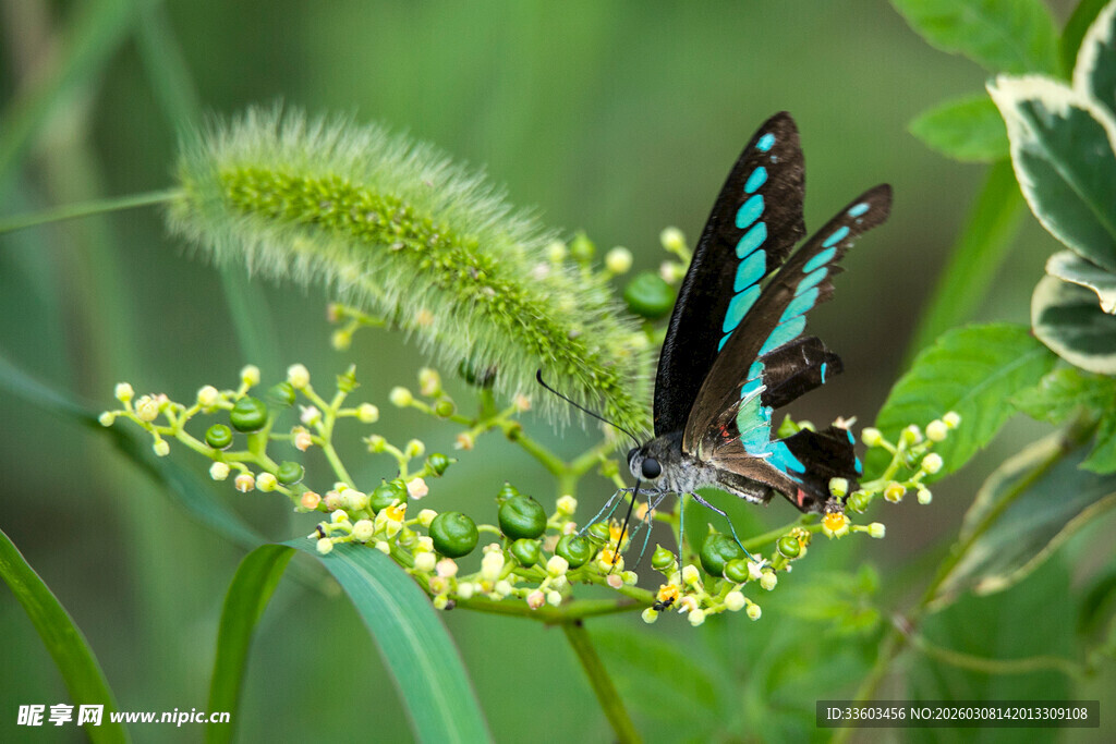 蓝蝶停驻绿植上