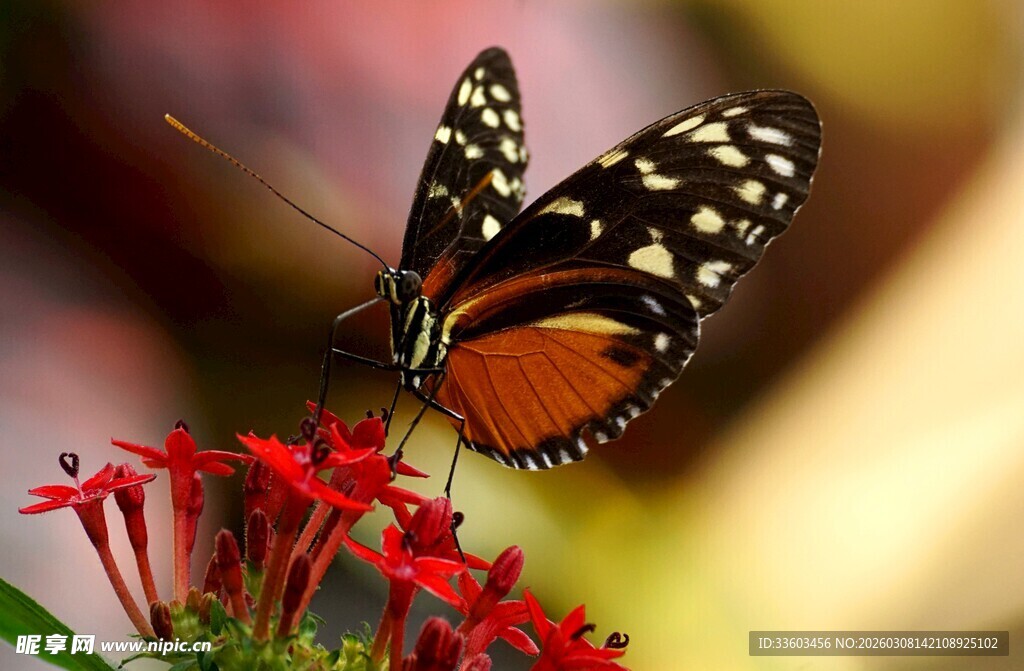 蝴蝶停驻在艳红花朵上