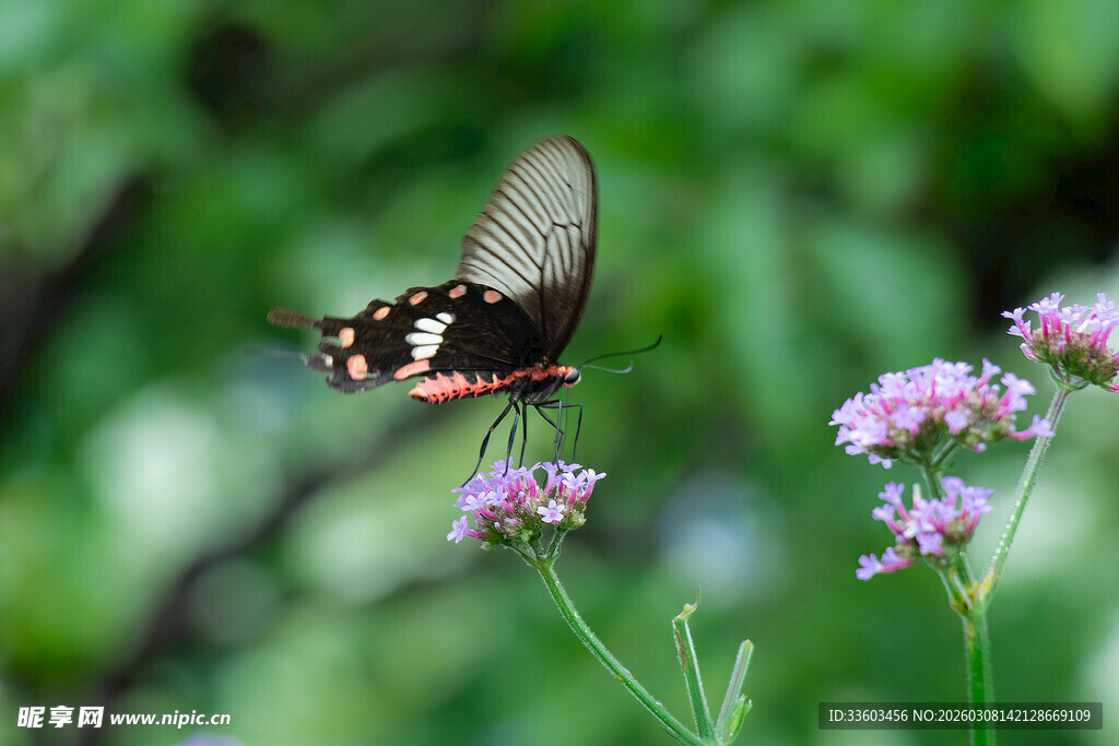 蝴蝶停驻于芬芳小花间