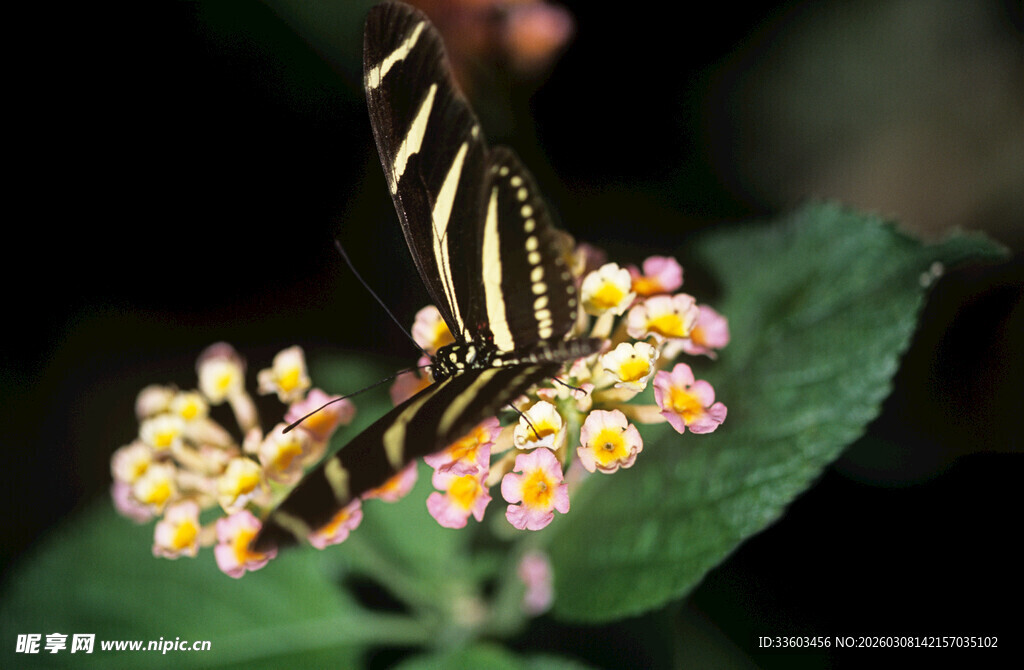 蝴蝶停于多彩花朵上