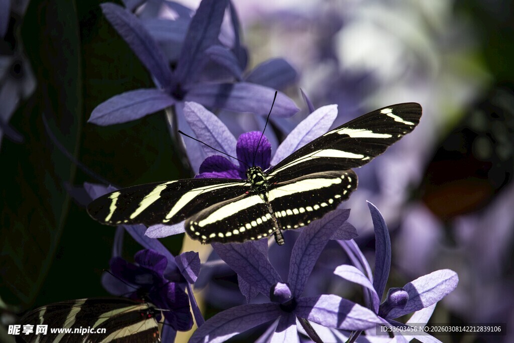 蝴蝶停驻紫花上