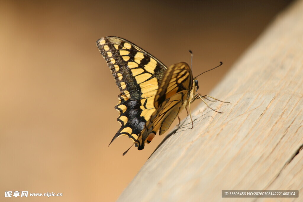 黄黑蝴蝶停于浅色物体上