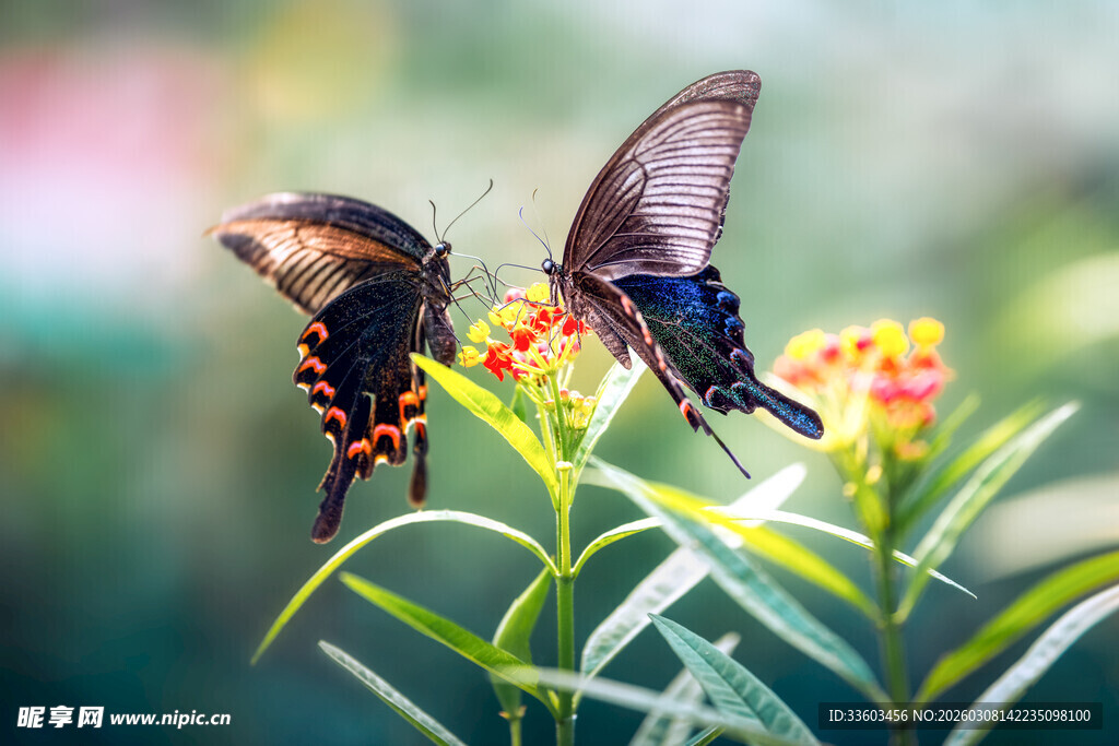 双蝶栖于绿叶繁花间