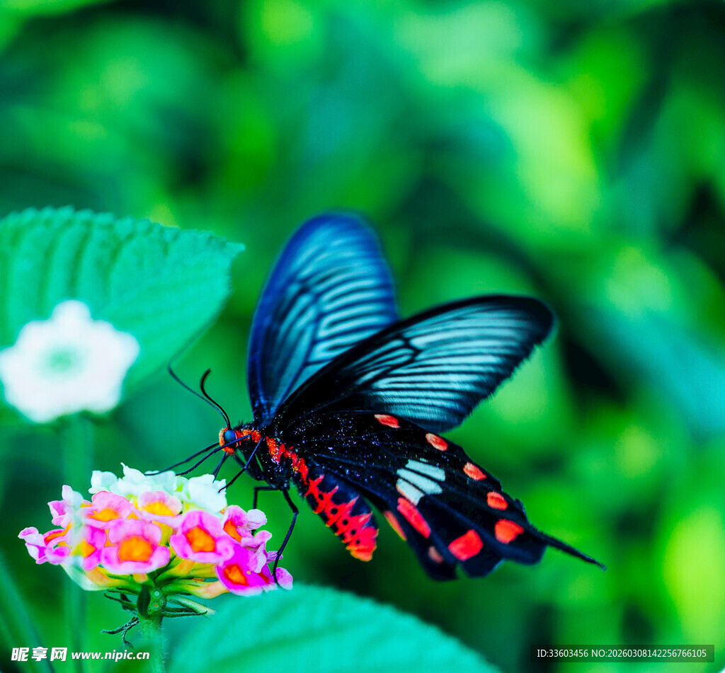 蓝蝶停栖多彩花朵上