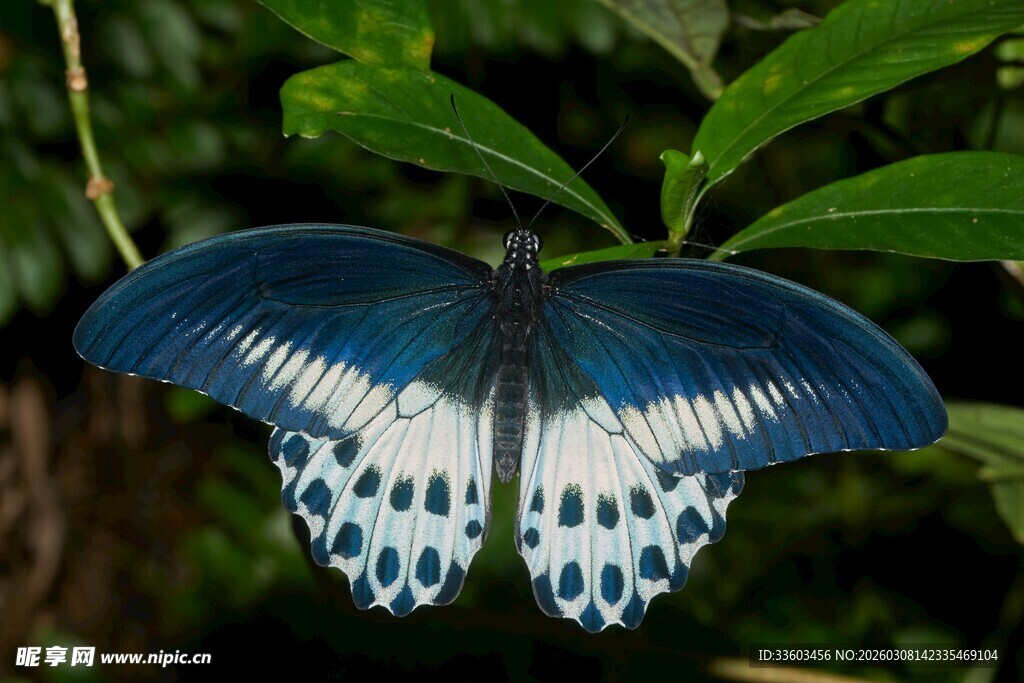 蓝白相间美丽蝴蝶停于叶上