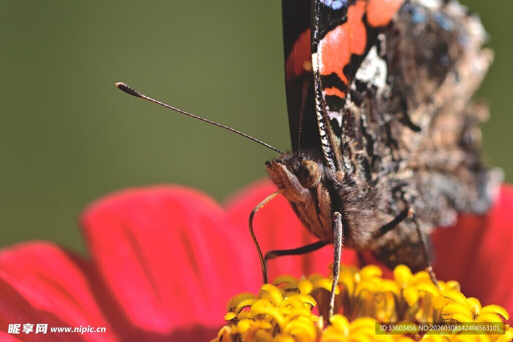 蝴蝶停驻鲜艳花朵上