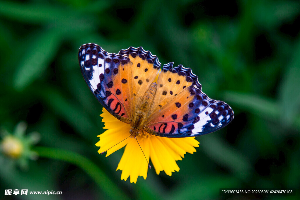 彩蝶停驻黄蕊小花上