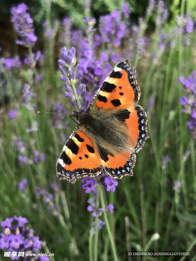 蝴蝶停留在紫色花丛中