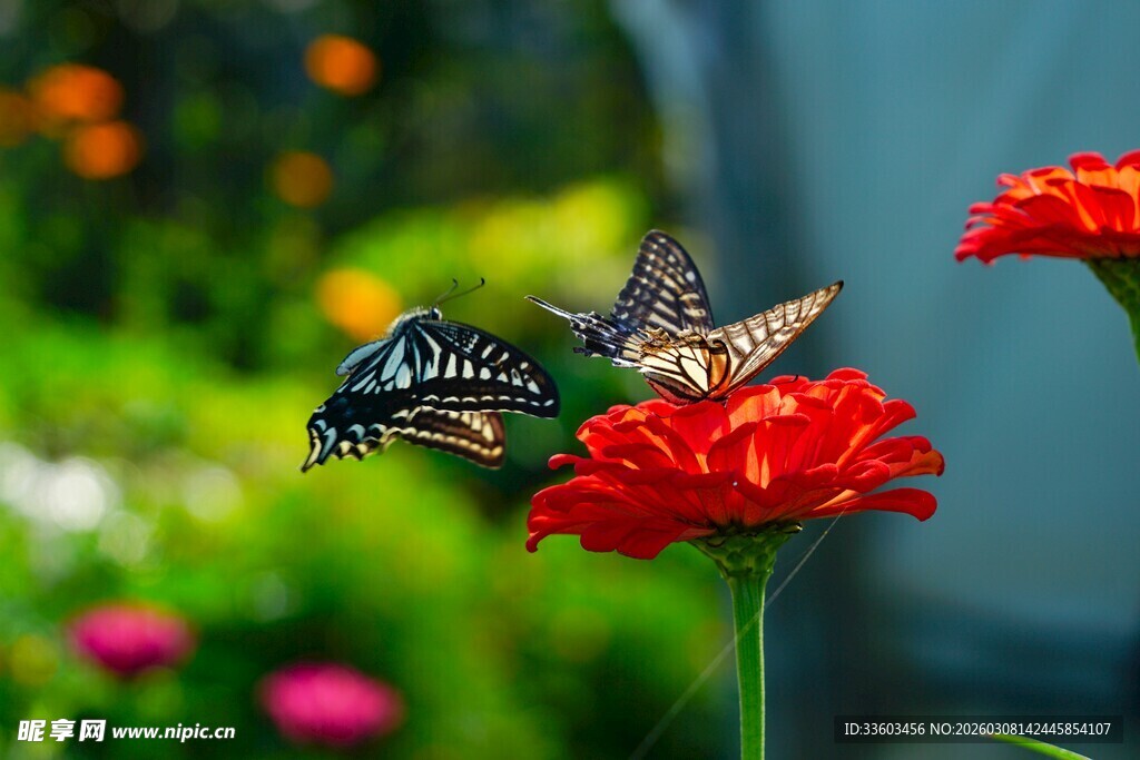 双蝶栖于红花上