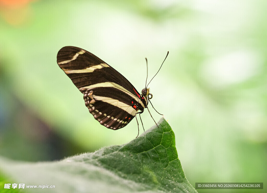 停留在绿叶上的条纹蝴蝶