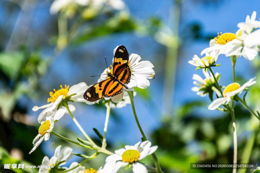 蝴蝶停驻在雏菊上