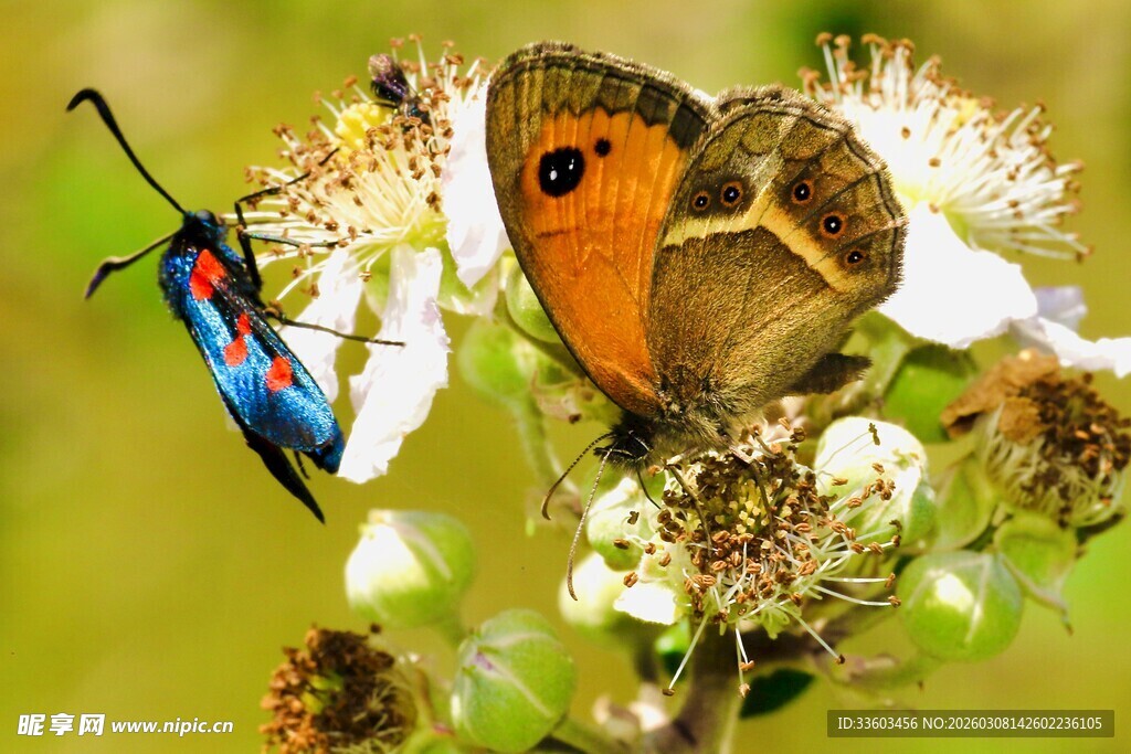 多彩昆虫栖于繁花之上