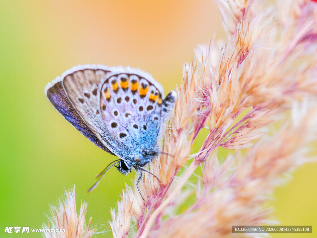 蓝蝶停驻于粉色植物上