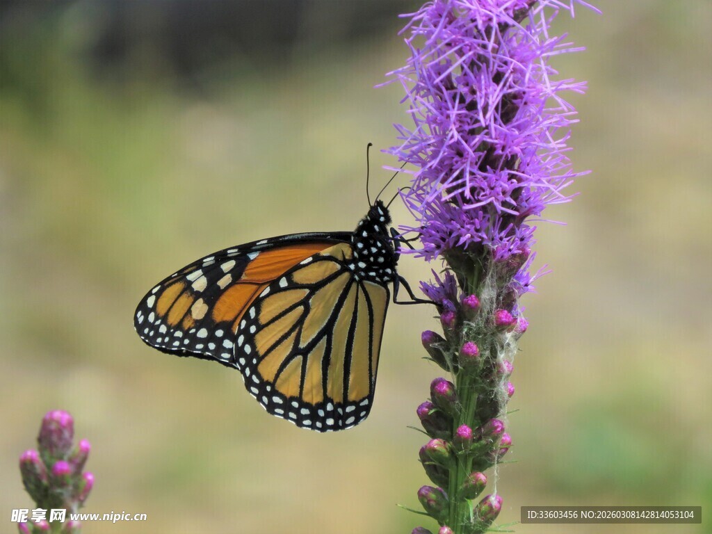 蝴蝶停驻紫色花朵