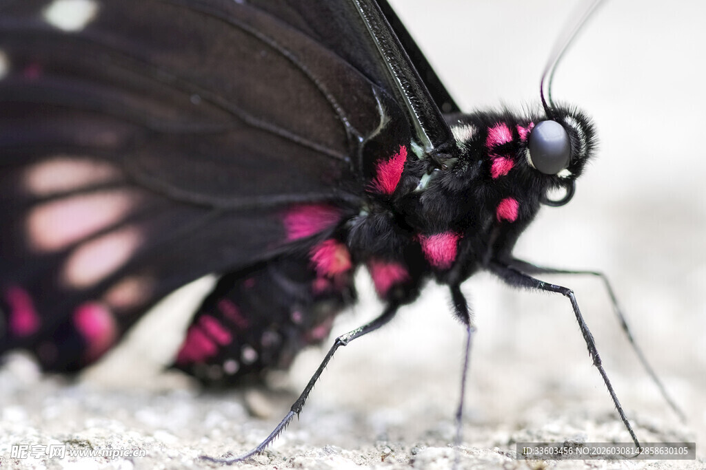 黑底粉斑蝴蝶特写