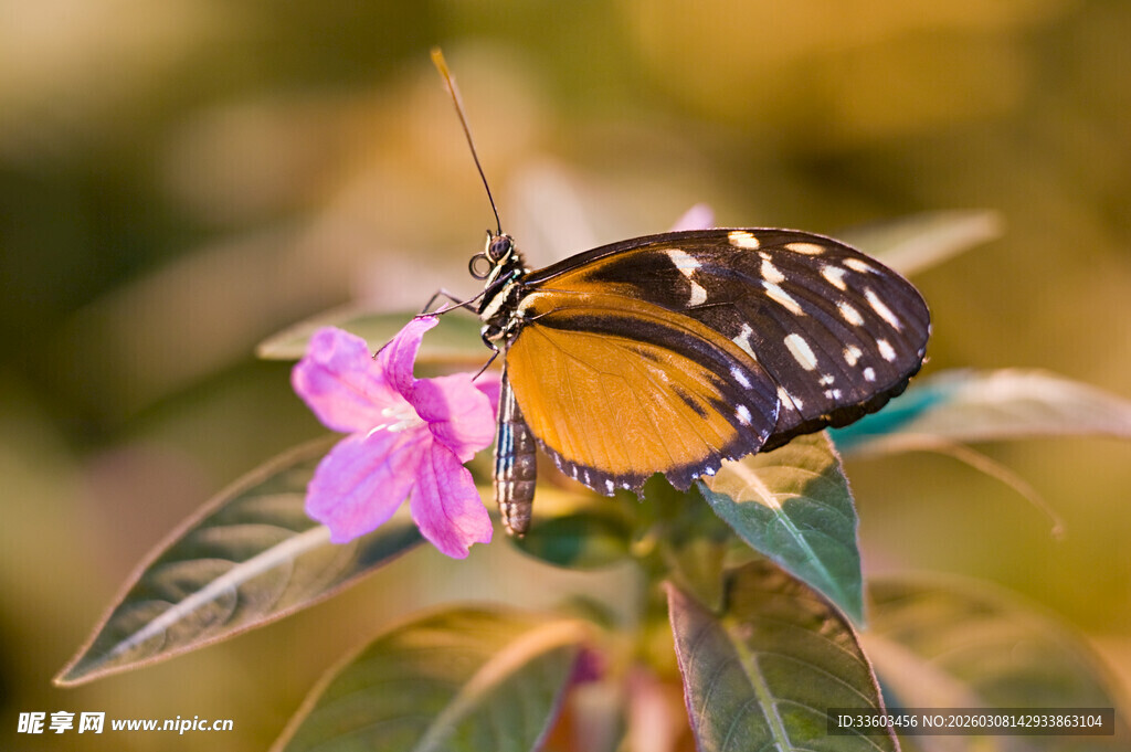 蝴蝶停留在粉色花朵上