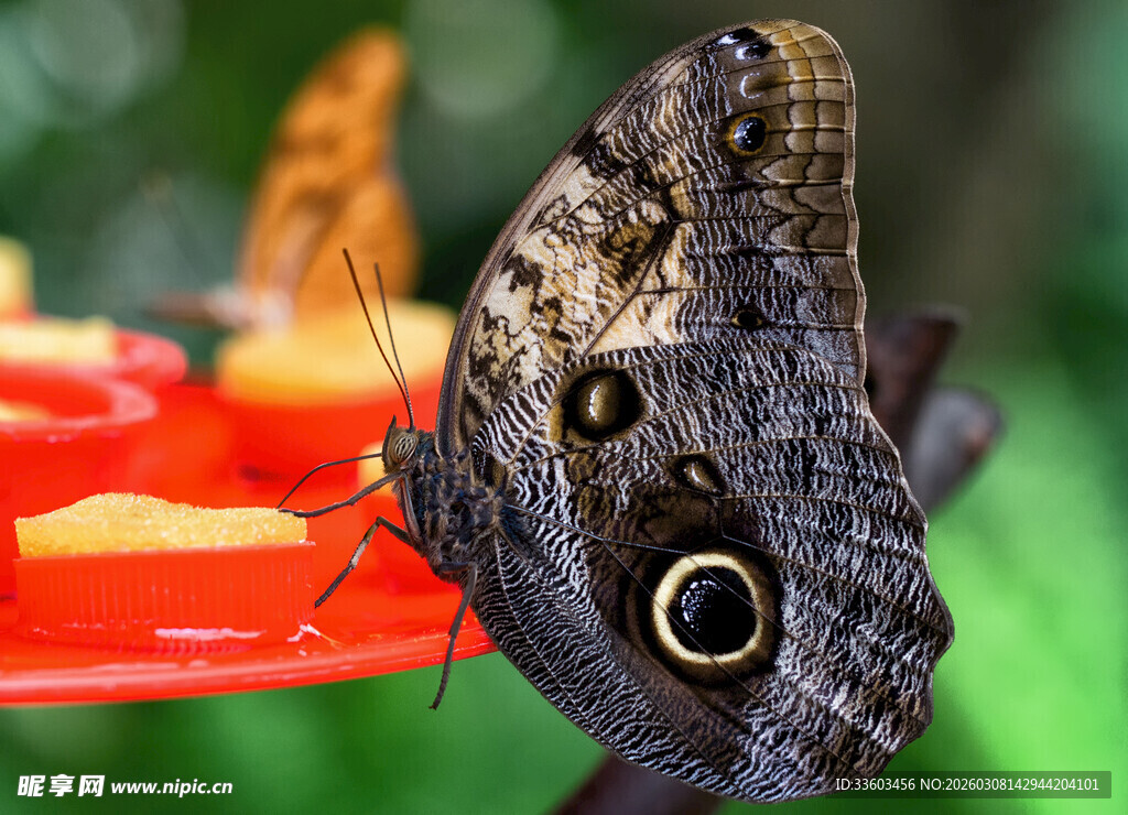 蝶停果盘上的美妙瞬间
