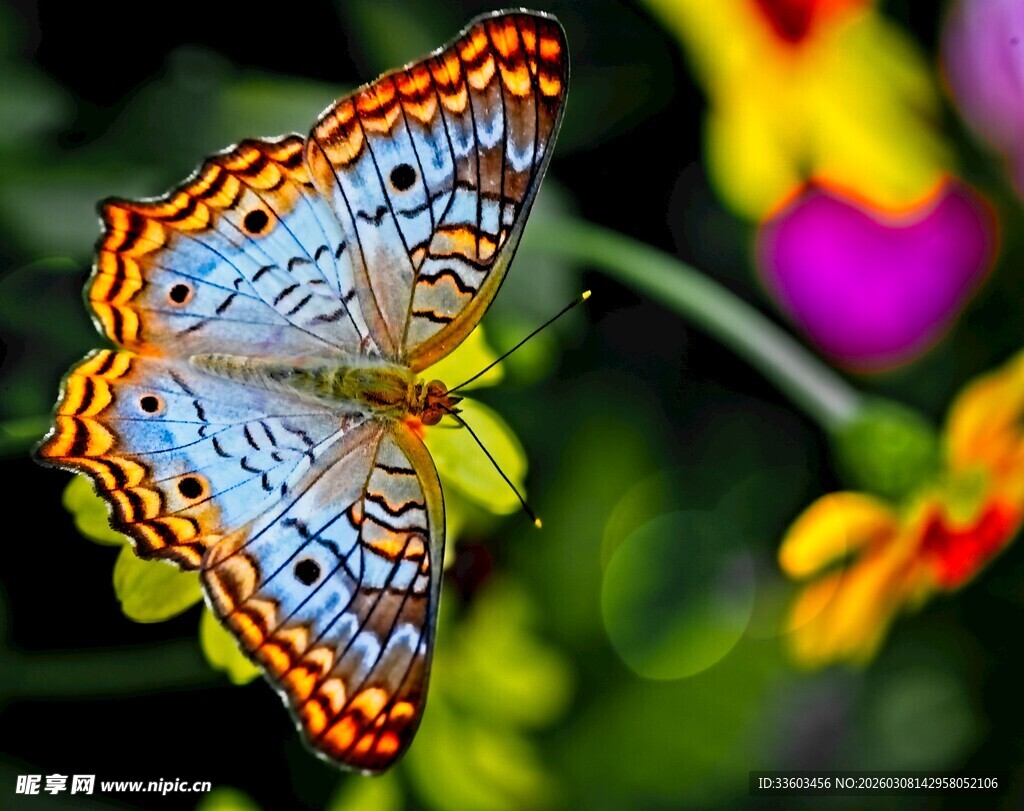 彩蝶栖于繁花之上