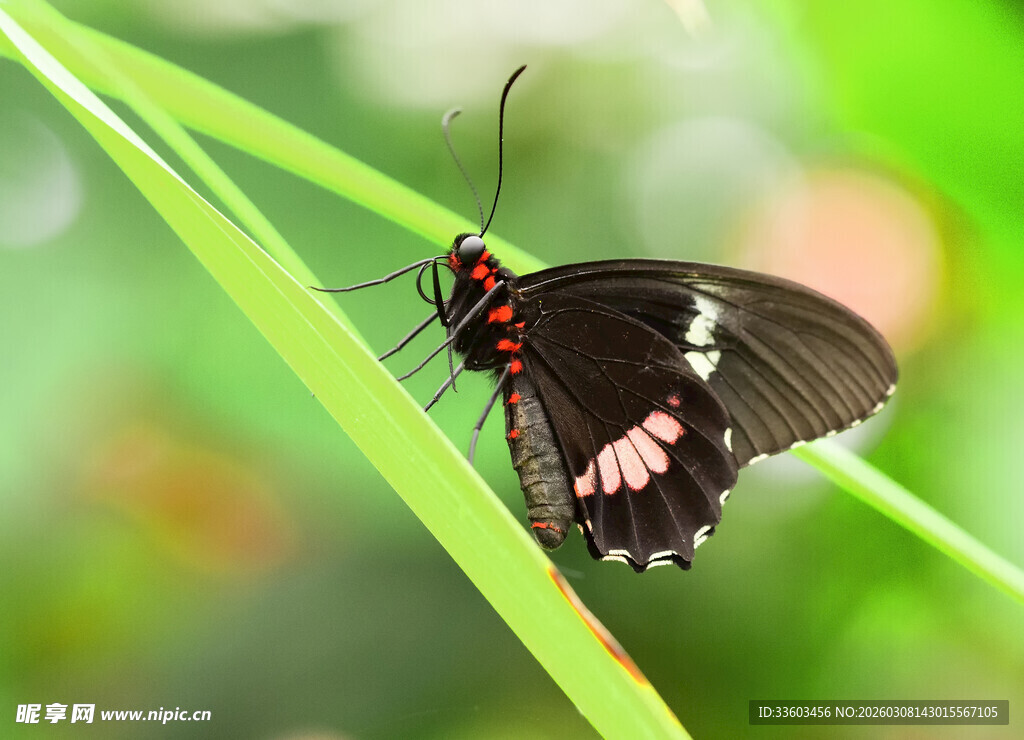 黑蝶停于绿叶之上