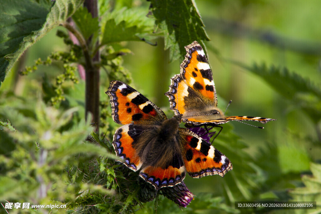 花丛中停歇的多彩蝴蝶