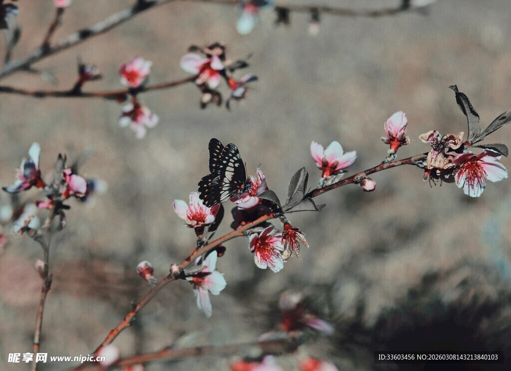 枝头绽放的粉嫩杏花