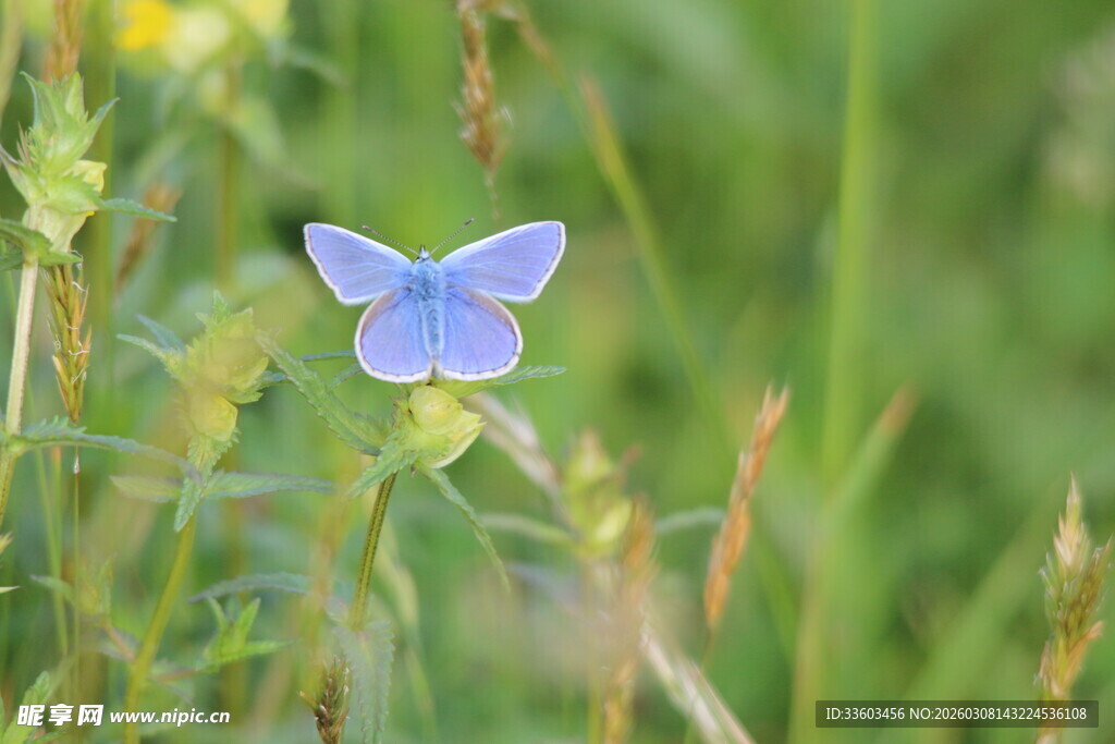 蓝蝶停于绿草丛中