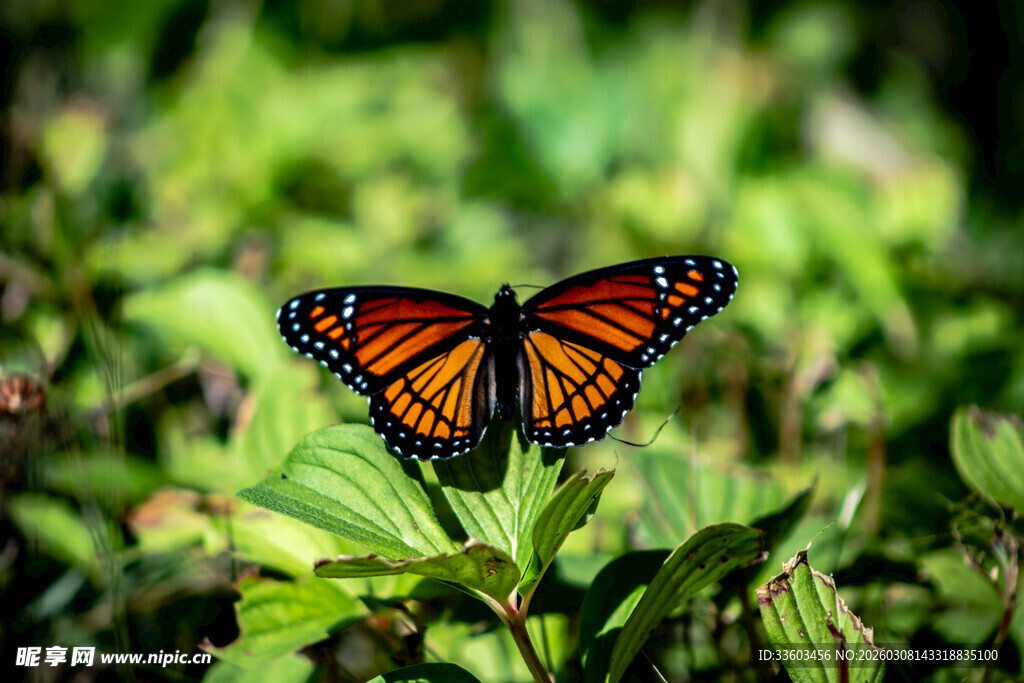 绿叶上的美丽帝王蝶