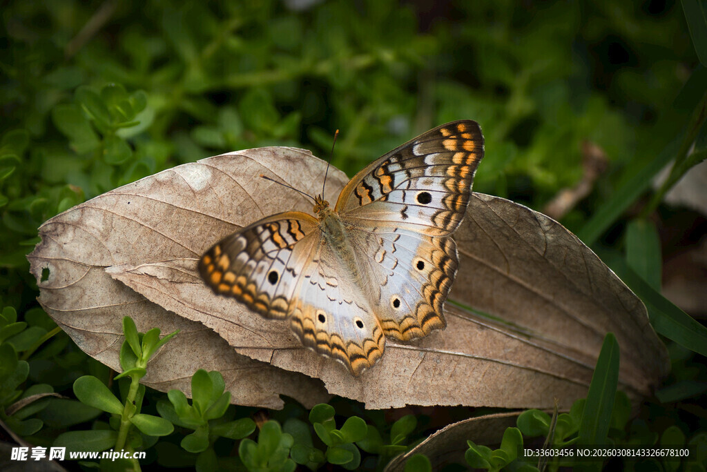 枯叶上的美丽蝴蝶