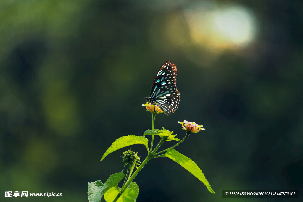 绿叶上停歇的美丽蝴蝶