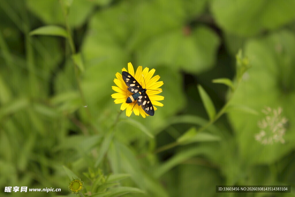 绿叶间的黄色小花