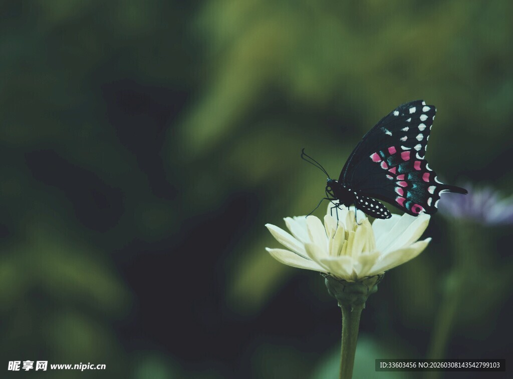 蝴蝶停留在白色花朵上