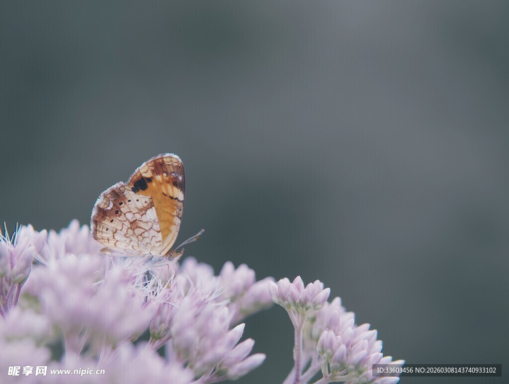 花朵上的斑斓蝴蝶