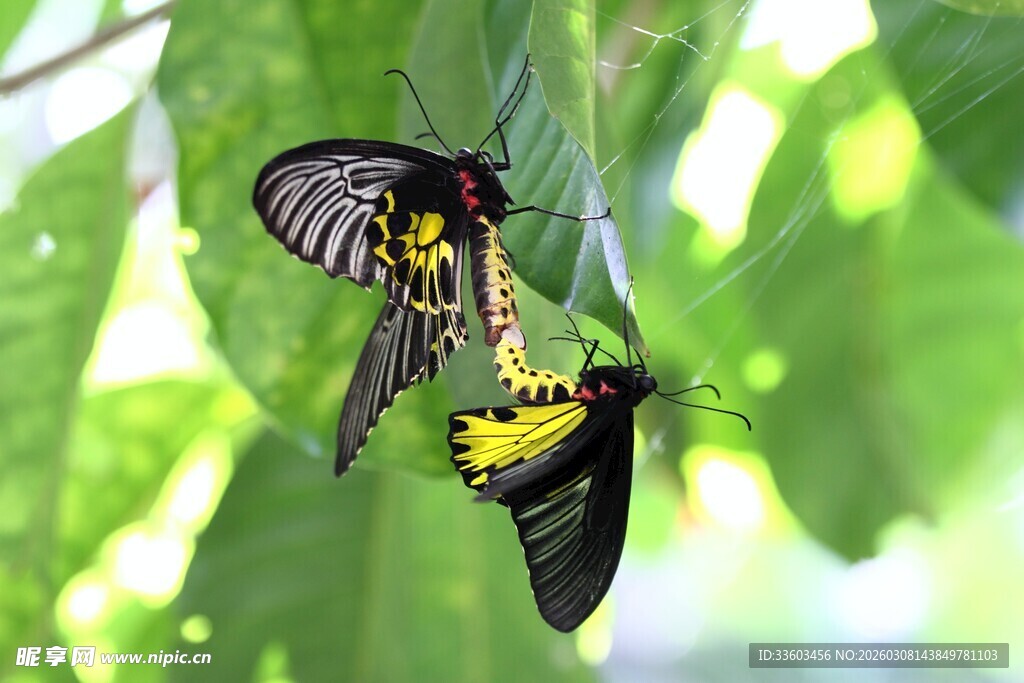 双蝶于绿叶间共舞