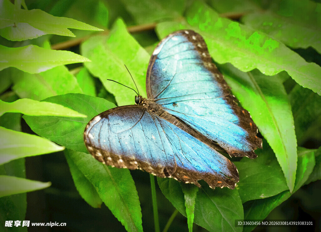 蓝蝴蝶栖息绿叶间