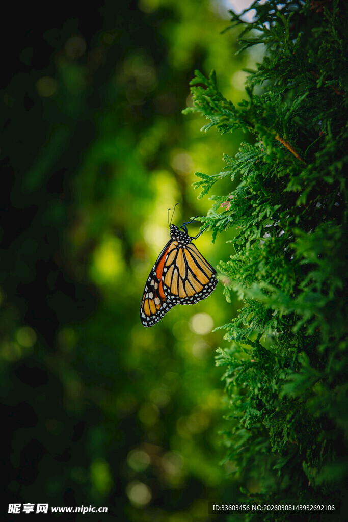 绿叶间的斑斓蝴蝶