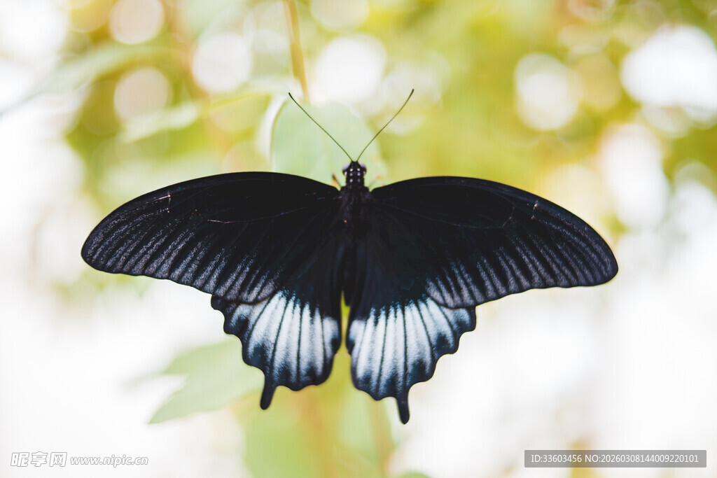 黑蝶停驻绿叶间