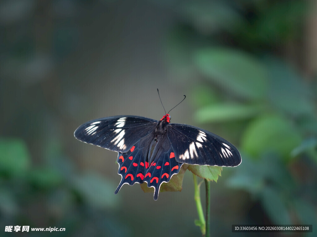 黑红蝴蝶停于绿叶之上
