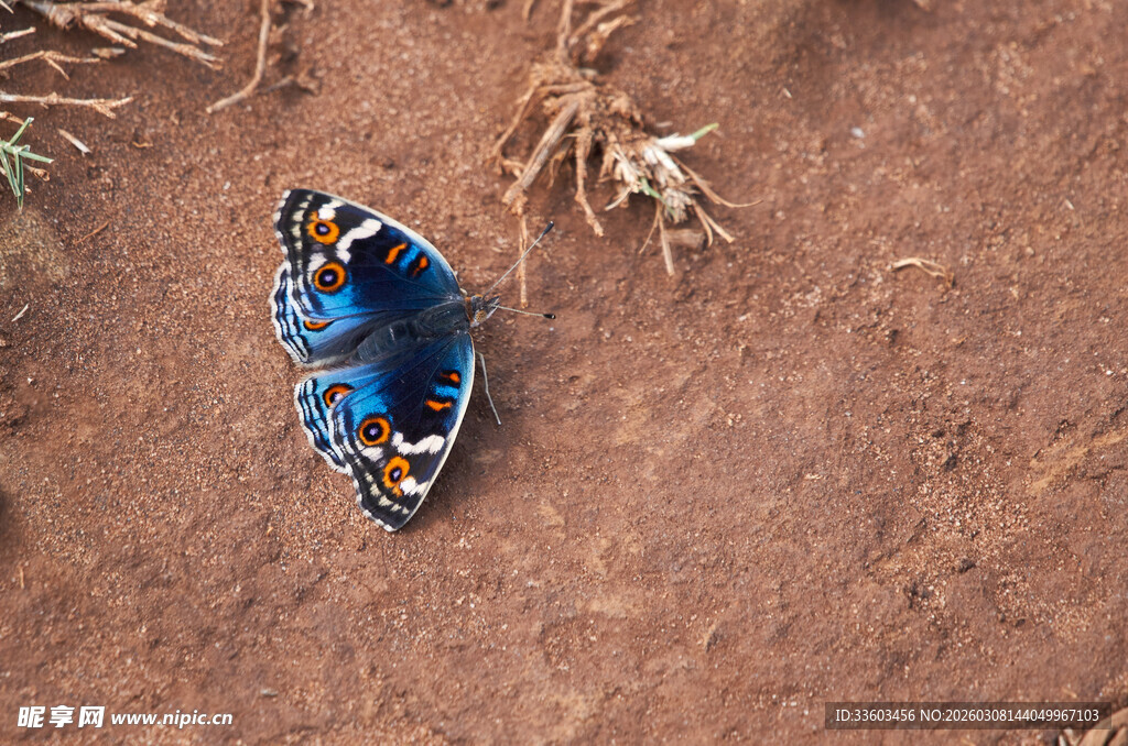 地面上的蓝色蝴蝶