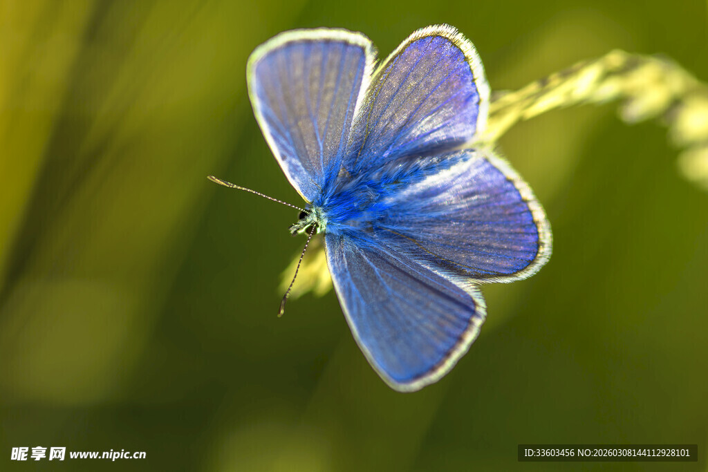 蓝色蝴蝶停驻于草尖