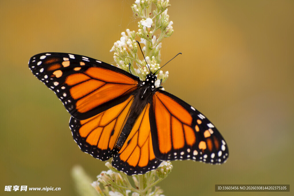 橙黑蝴蝶停于植物上