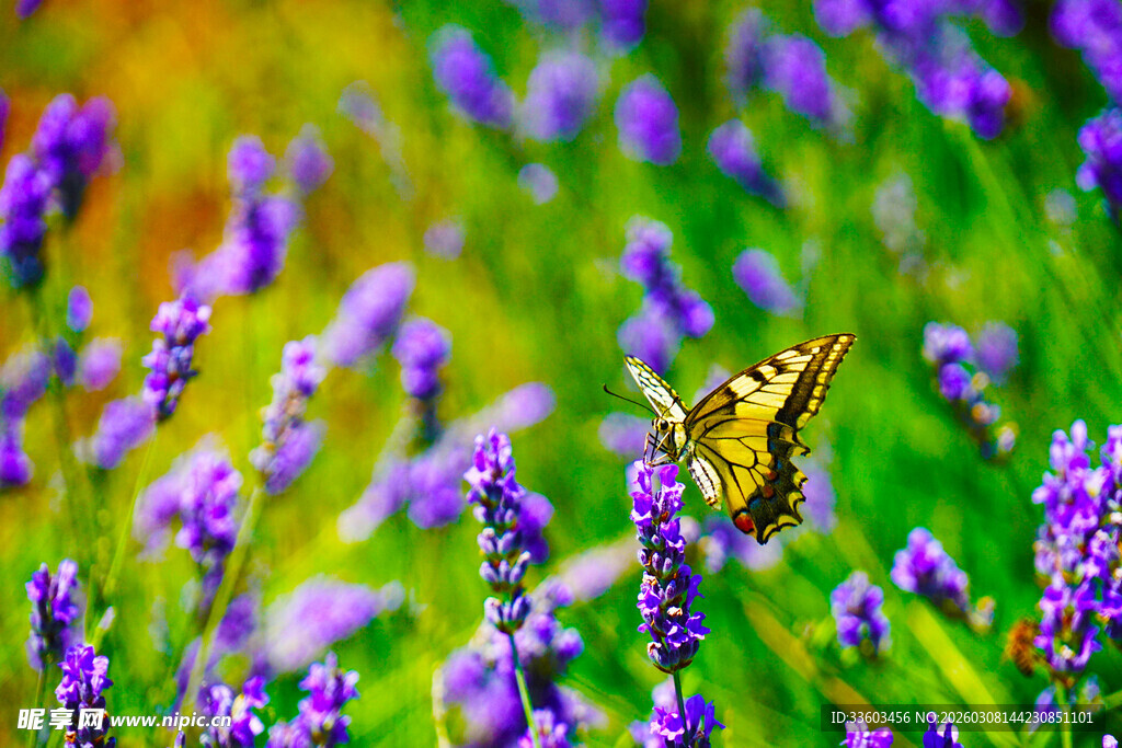 薰衣草丛中飞舞的蜂鸟