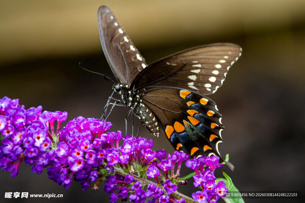 蝴蝶停驻紫色花朵上