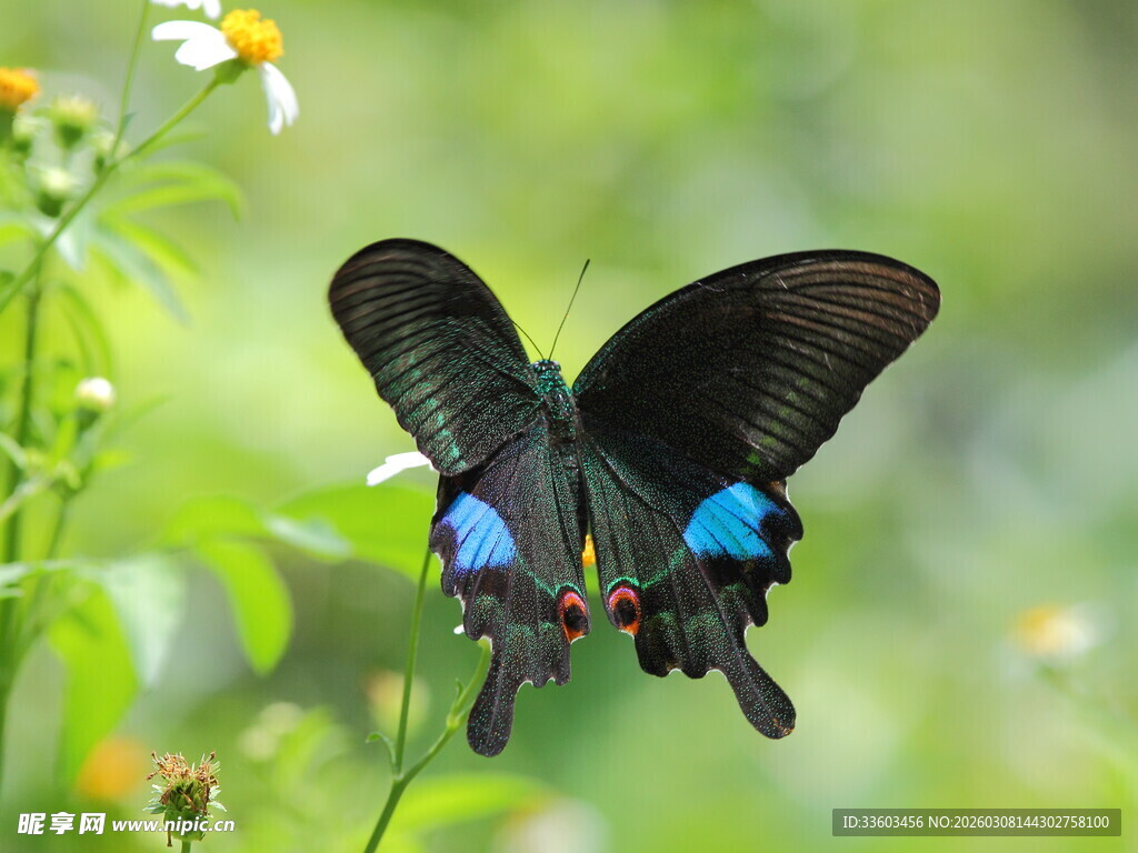 蓝斑黑蝶于花丛间飞舞